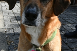 Tir-de-la-fete-aout-2023-3026