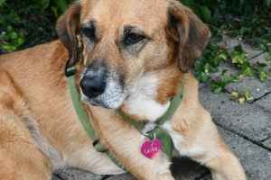 Tir-de-la-fete-aout-2023-3061