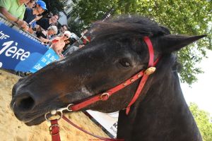 Ommegang-2026-Equestres-6375